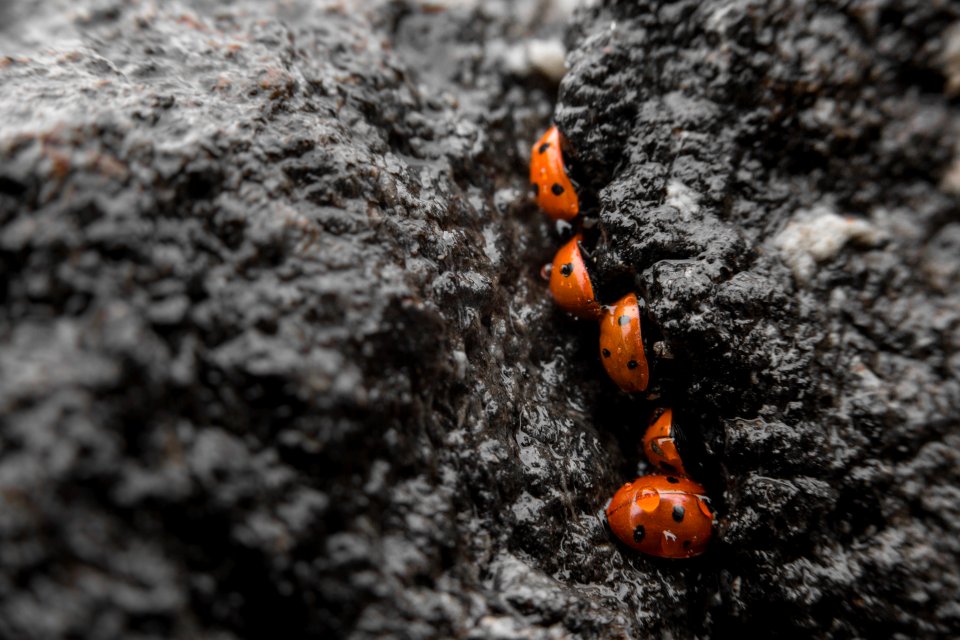 Lady beetles, Yellowstone Lake