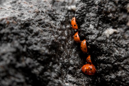 Lady beetles, Yellowstone Lake