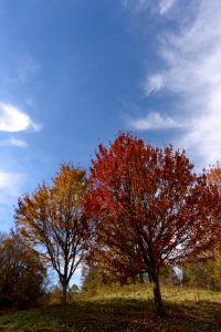 Fall Colors photo