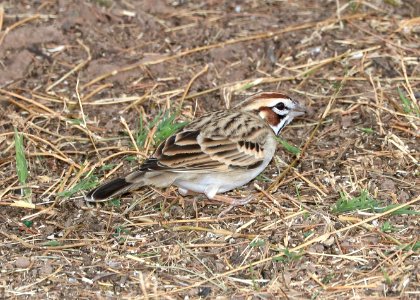 78 - LARK SPARROW (12-12-2017) rio rico golf course, santa cruz co, az -01