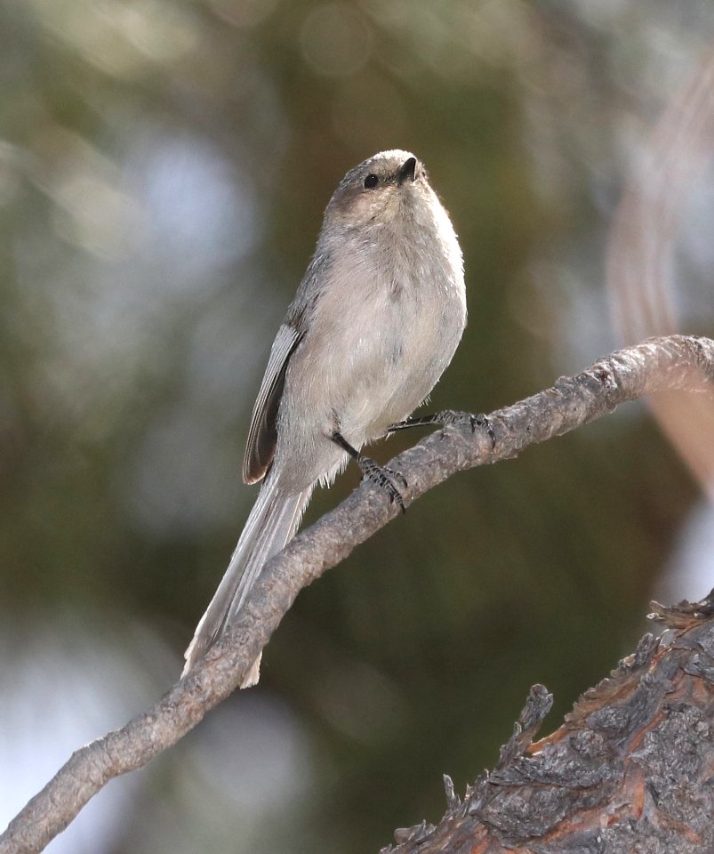684 - BUSHTIT (4-11-2018) timber camp, off rte 77, gila county, az -05