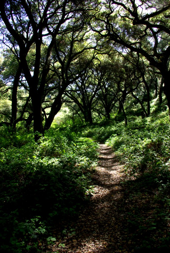 CERRO ALTO - boy scout trail -4