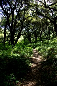 CERRO ALTO - boy scout trail -4