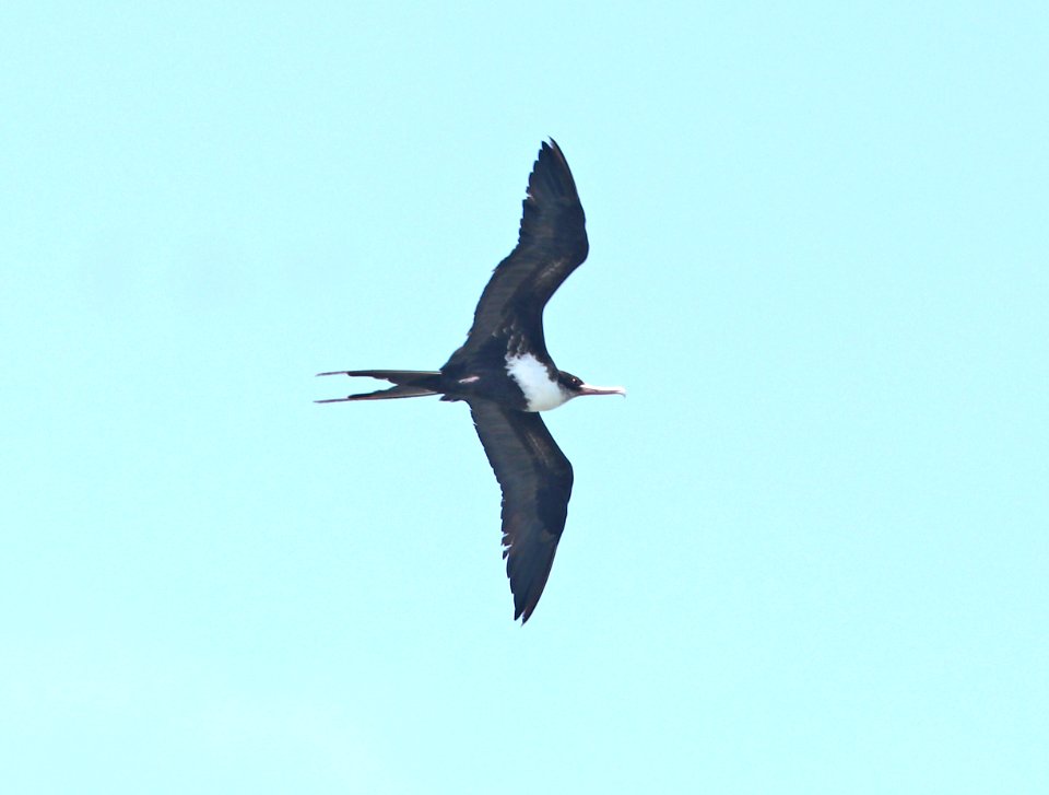 GREAT FRIGATEBIRD (4-28-2018) kilauea lighthouse, kauai co, hawaii -10
