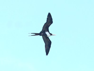 GREAT FRIGATEBIRD (4-28-2018) kilauea lighthouse, kauai co, hawaii -10