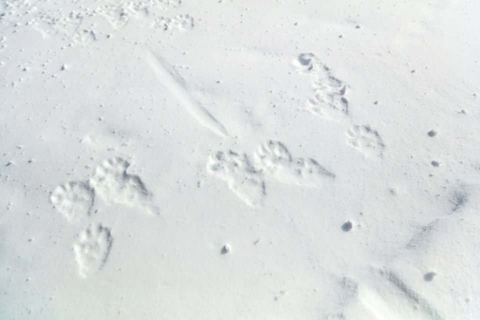 River otter tracks in the road