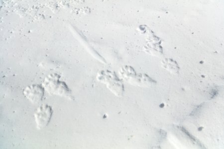 River otter tracks in the road photo