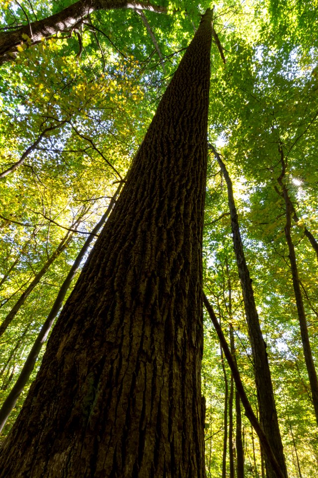 Tall Poplars