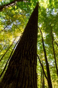 Tall Poplars photo
