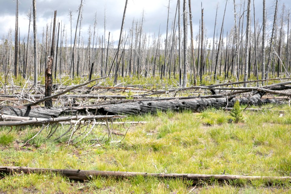 Regrowth from 2009 Arnica Fire as seen today, 10 years later.