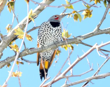 FLICKER, NORTHERN (3-16-10) red-shafted & yellow-shafted hybrid, male, el chorro reg park, slo co, ca -06