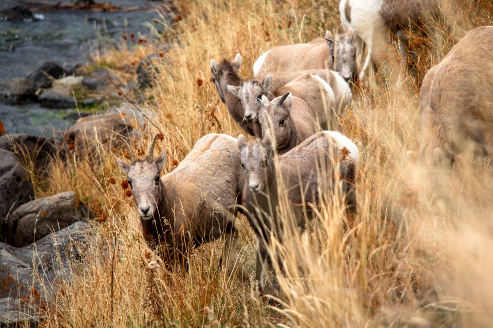 Ewe's and lambs along Gardner River