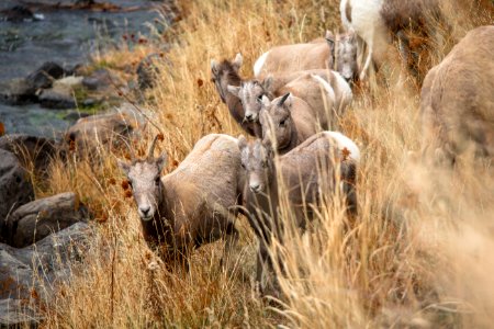 Ewe's and lambs along Gardner River