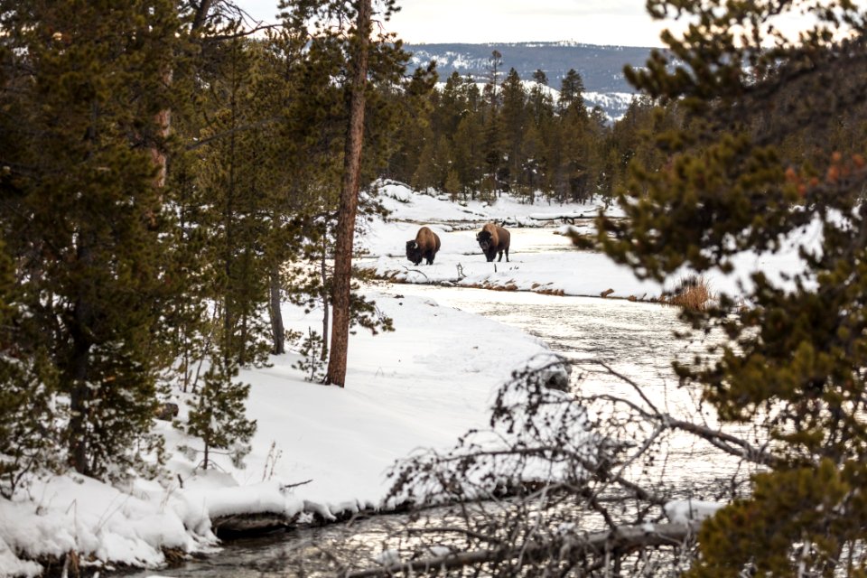Bison searching for food along Nez Perce Creek
