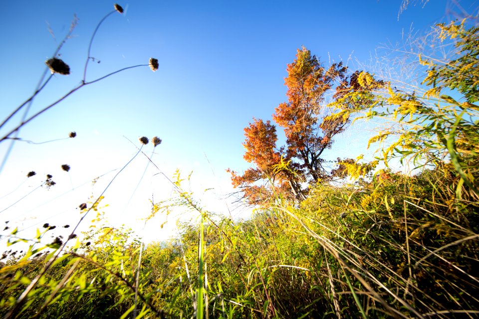 Red Maple and Golden Rod