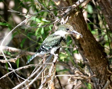 520 - GREEN KINGFISHER (5-24-2017) patagonia lake, santa cruz co, az - 13 young with arthropod that it caught then dropped