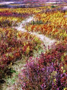 Meadow Path