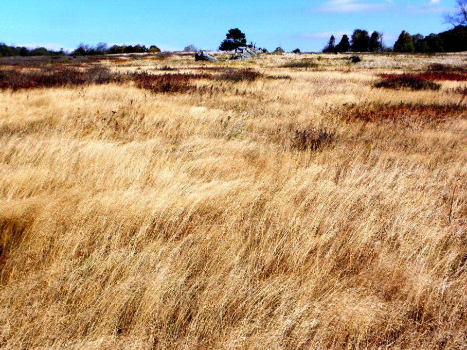 Grasses - Big Meadows