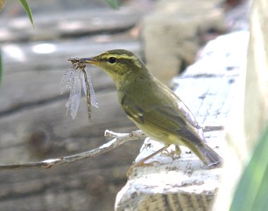 714 - ARCTIC WARBLER (9-10-07) kern co, ca  (6)