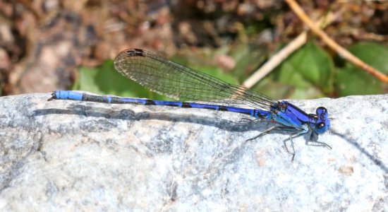 DANCER, SPINE-TIPPED (Argia extranea) (9-22-2020) bear canyon, west side huachuca mts, cochise co, az -01