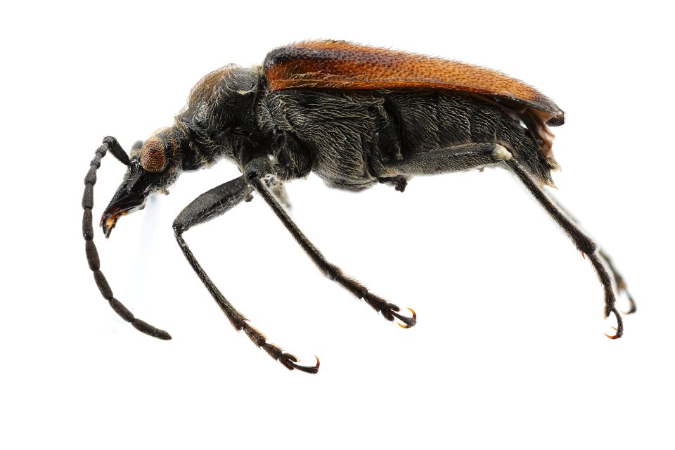 Long-horned beetle - Acmaeops pratensis
