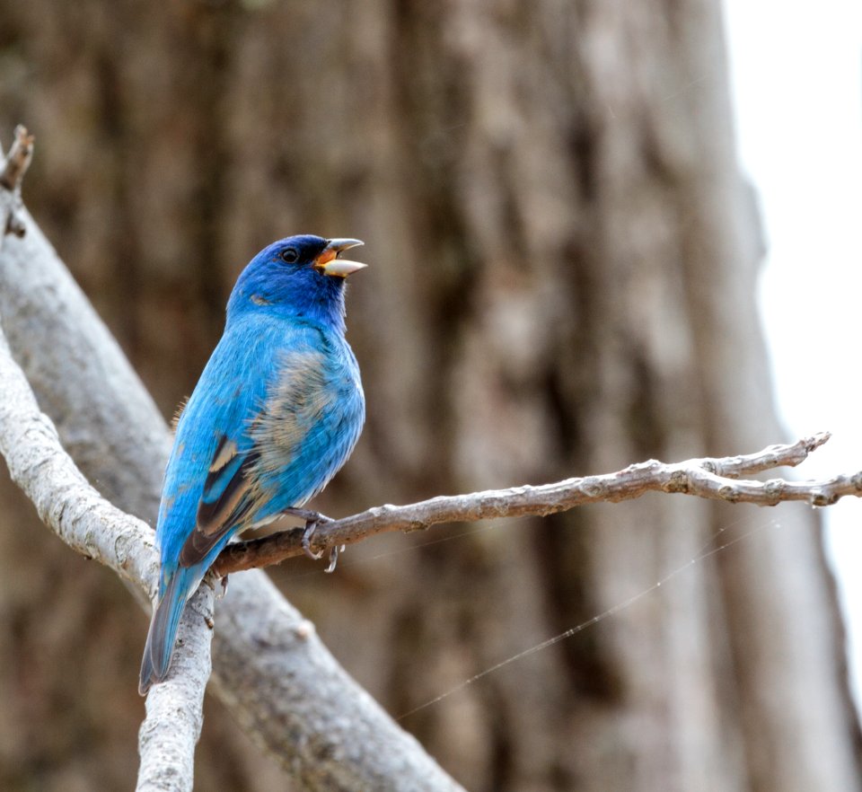 Indigo Bunting (male) photo