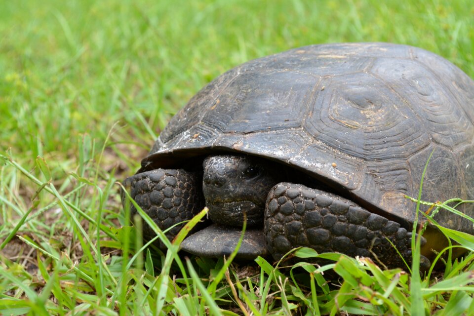 Reptile nature wild
