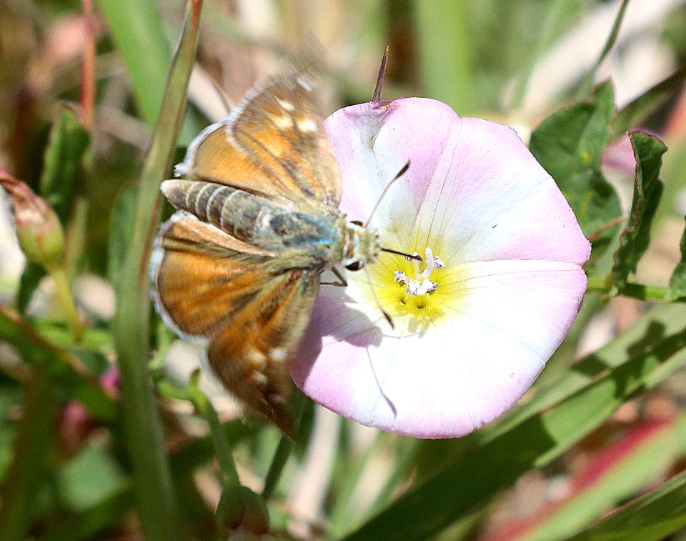 SKIPPER, UNCAS  (Hesperia uncas) (5-22-2020) mile marker 123.3, rte 60, approx 15 miles west of socorro, socorro co, nm -12