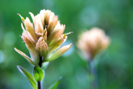 Indian paintbrush