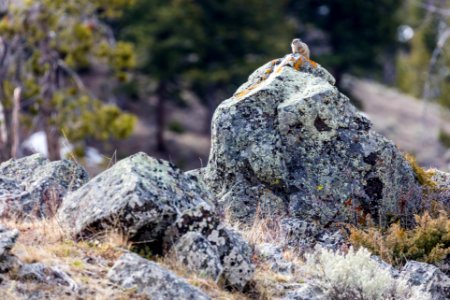 Uinta ground squirrel resting on a lichen-covered boulder photo