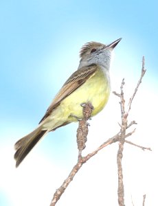 590 - DUSK-CAPPED FLYCATCHER (5-1-2016) upper humboldt cyn, patagonia mts, santa cruz co, az -02