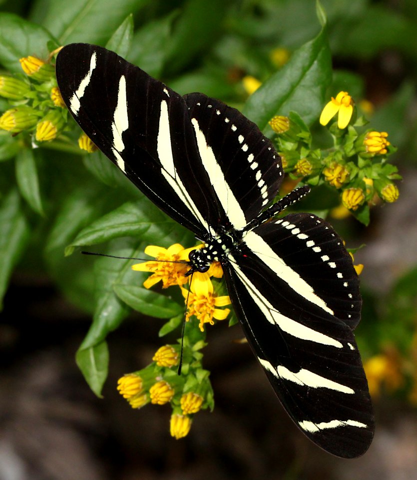LONGWING, ZEBRA (Heliconius charithonia) (11-16-13) resaca de la palma, cameron co, tx -03