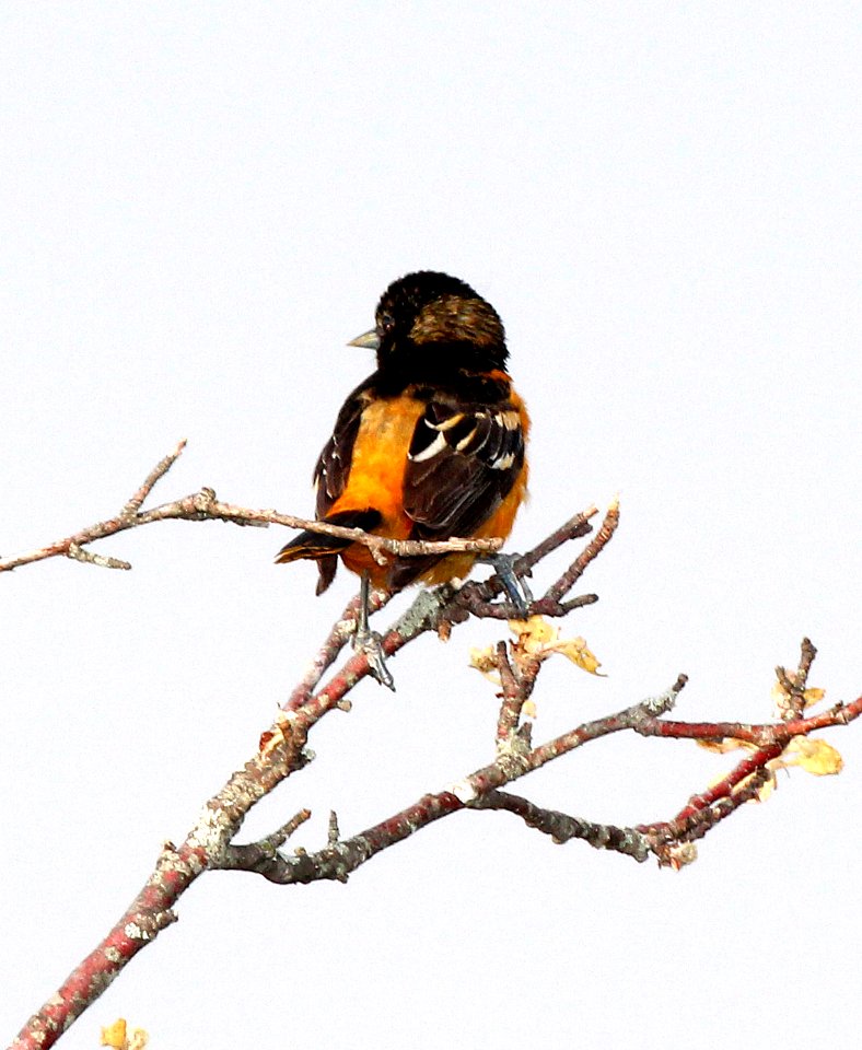 951 - BALTIMORE ORIOLE (5 -25-2015) middlesex co, ma -01