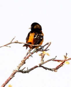 951 - BALTIMORE ORIOLE (5 -25-2015) middlesex co, ma -01 photo