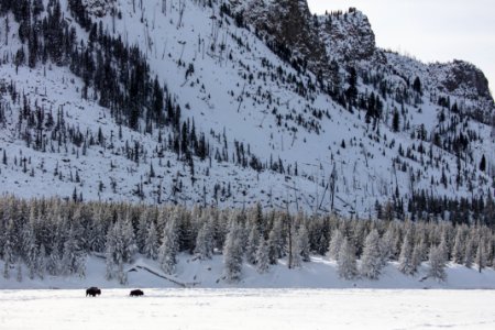 Bison along the Madison River photo