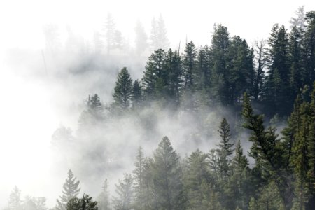 Morning fog near Tower Fall (2)