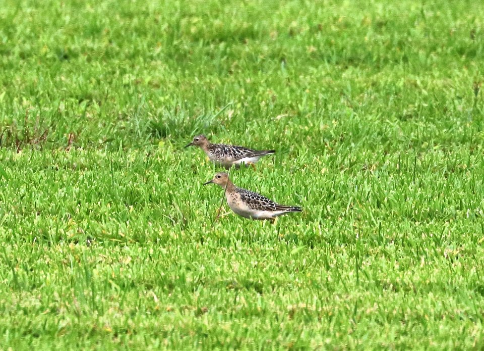 329 - BUFF-BREASTED SANDPIPER (8-28-2016) sod farms east of victoria, victoria co, tx -07