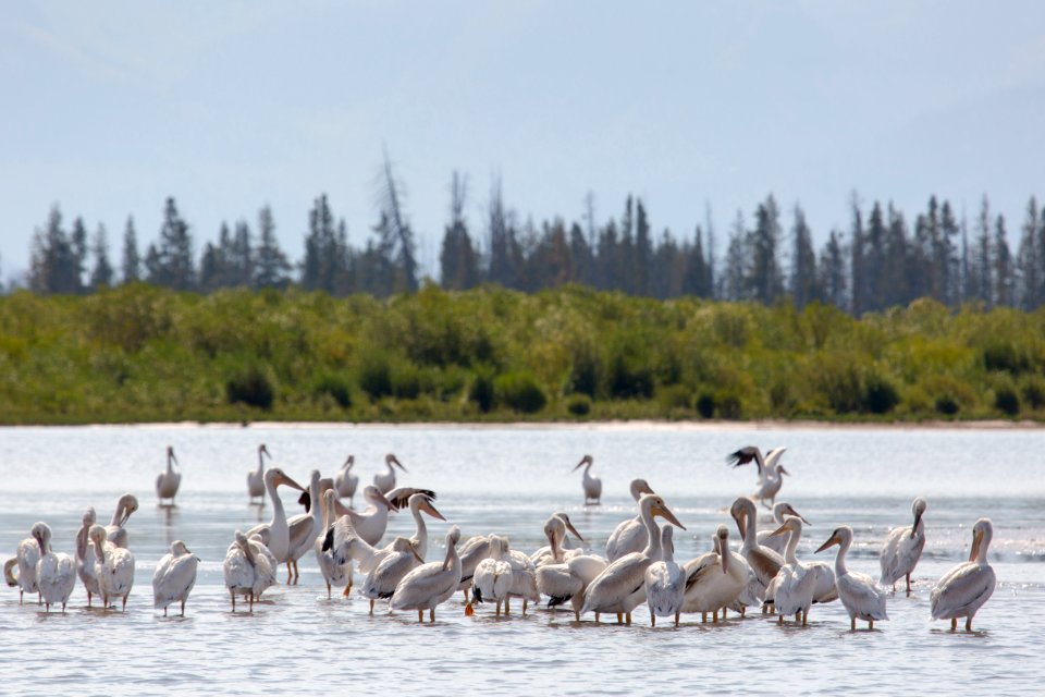 Pelicans