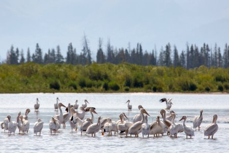 Pelicans photo