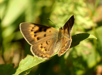 COPPER, PURPLISH (Lycaena helloides) (7-25-2019) 7000 ft, targhee nat for, teton co, wy -02
