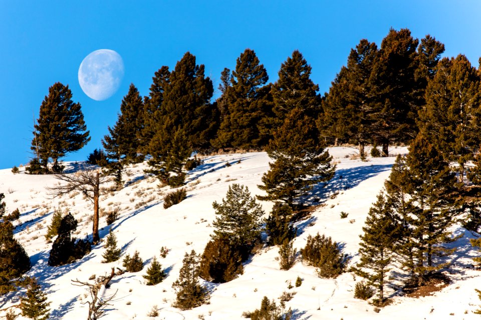Moon setting over Mammoth Hot Springs