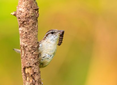 Carolina Wren photo