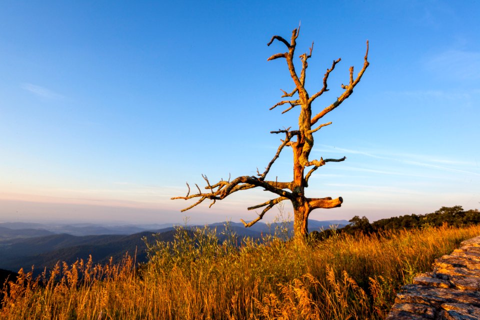 Snag at Little Devils Stairs Overlook