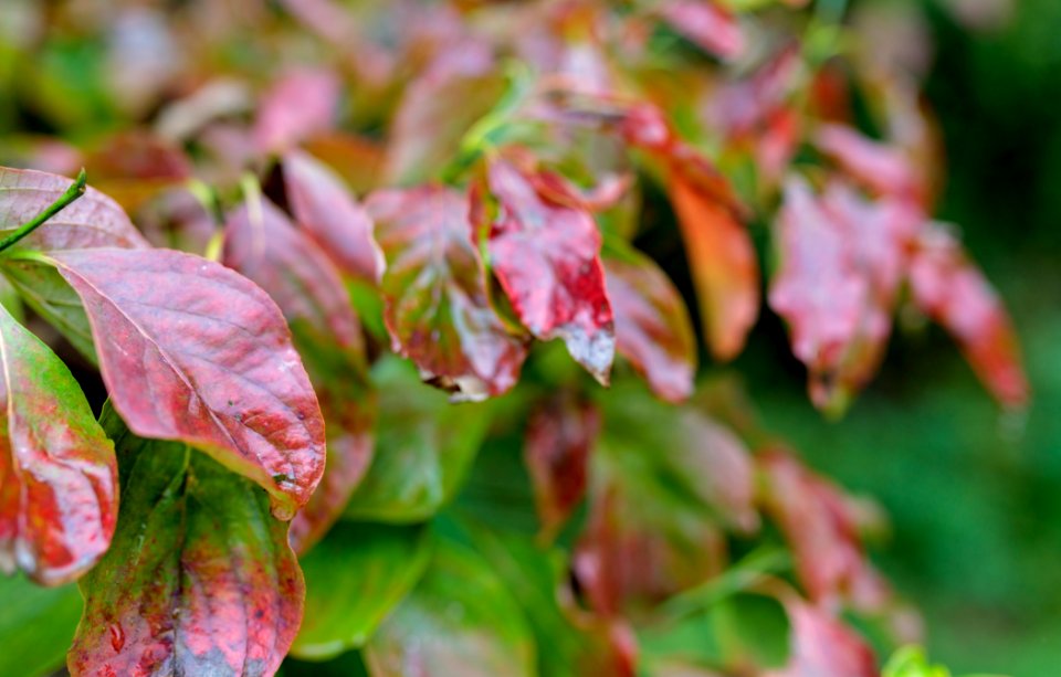 Early Fall Dogwood Leaves