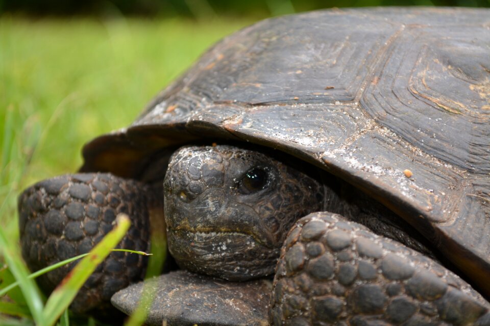 Reptile nature wild