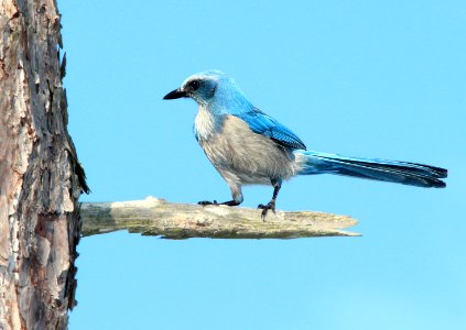 640 - FLORIDA SCRUB-JAY (2-24-13) kissimmee lake state park, osceola co, fl (2) photo