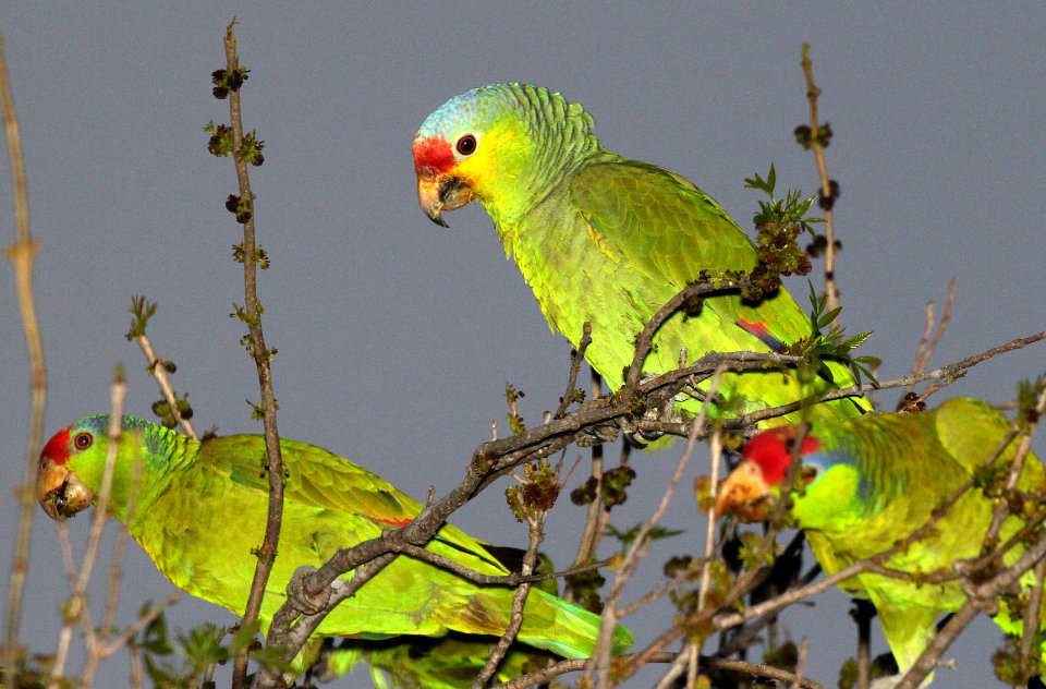 RED-LORED PARROT (2-15-2015) oliviera park, brownsville, cameron co, tx -01
