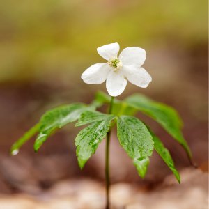 Wood Anemone