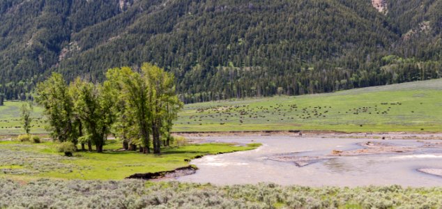 Bison in Lamar Valley
