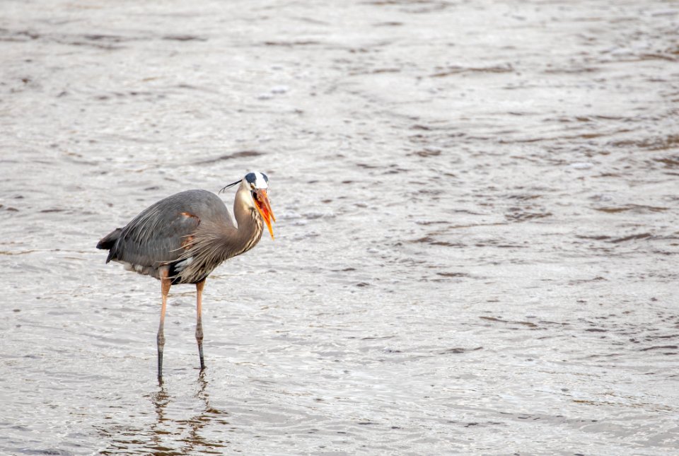 Great Blue Heron feeding on fish